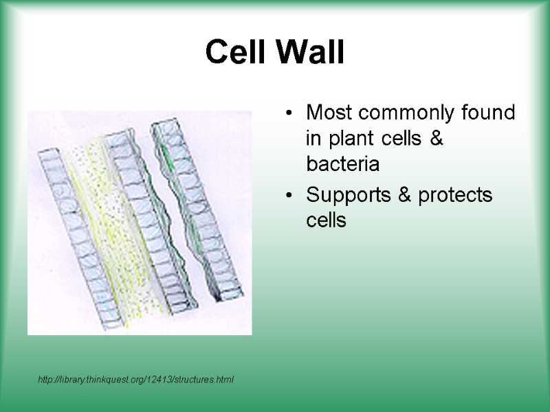 Cell Wall Most commonly found in plant cells & bacteria Supports & protects cells